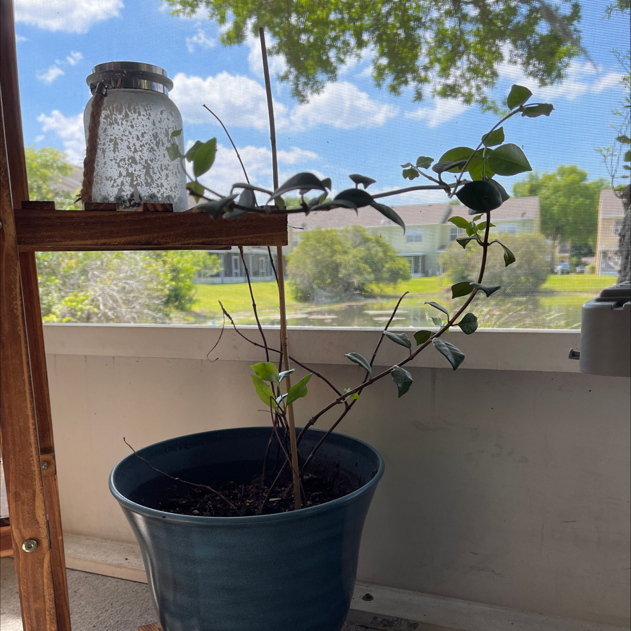Potted Star Jasmine plant indoors near a window with natural light.