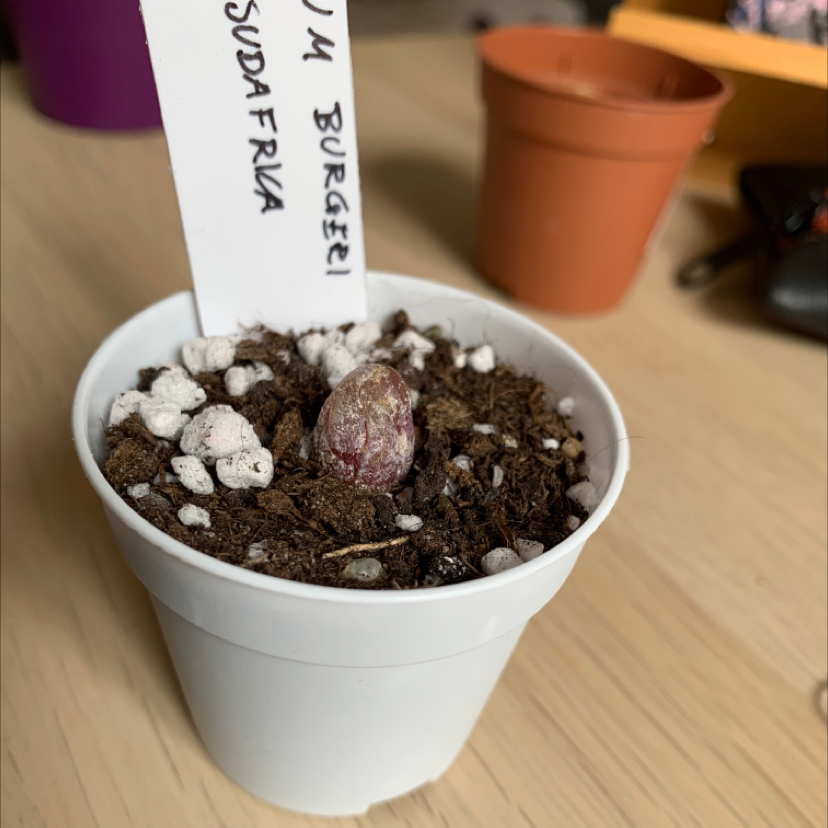 Photo of the plant species Conophytum burgeri by @SpiritedRose named Eva on Greg, the plant care app