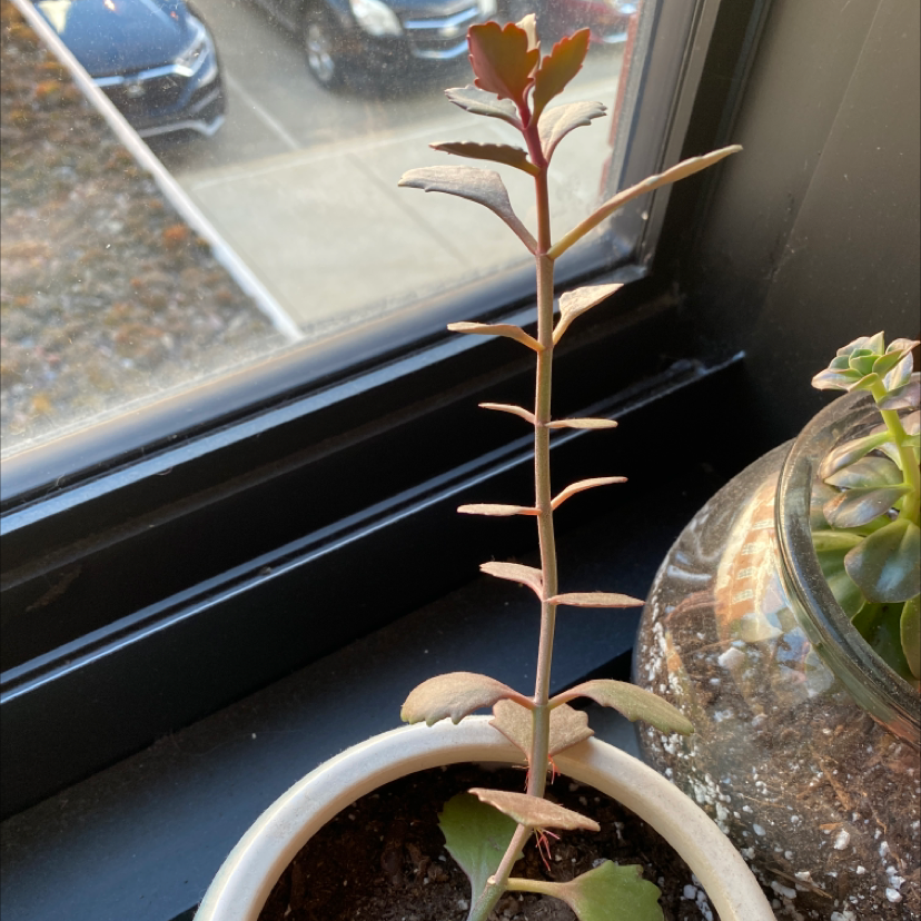 Tugela Cliff-Kalanchoe plant on a windowsill with another plant partially visible.