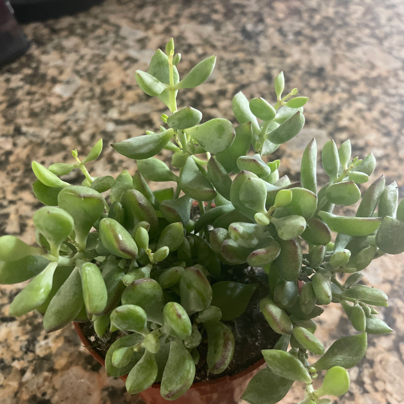 Healthy Cliff Cotyledon succulent with thick, fleshy leaves in a pot.