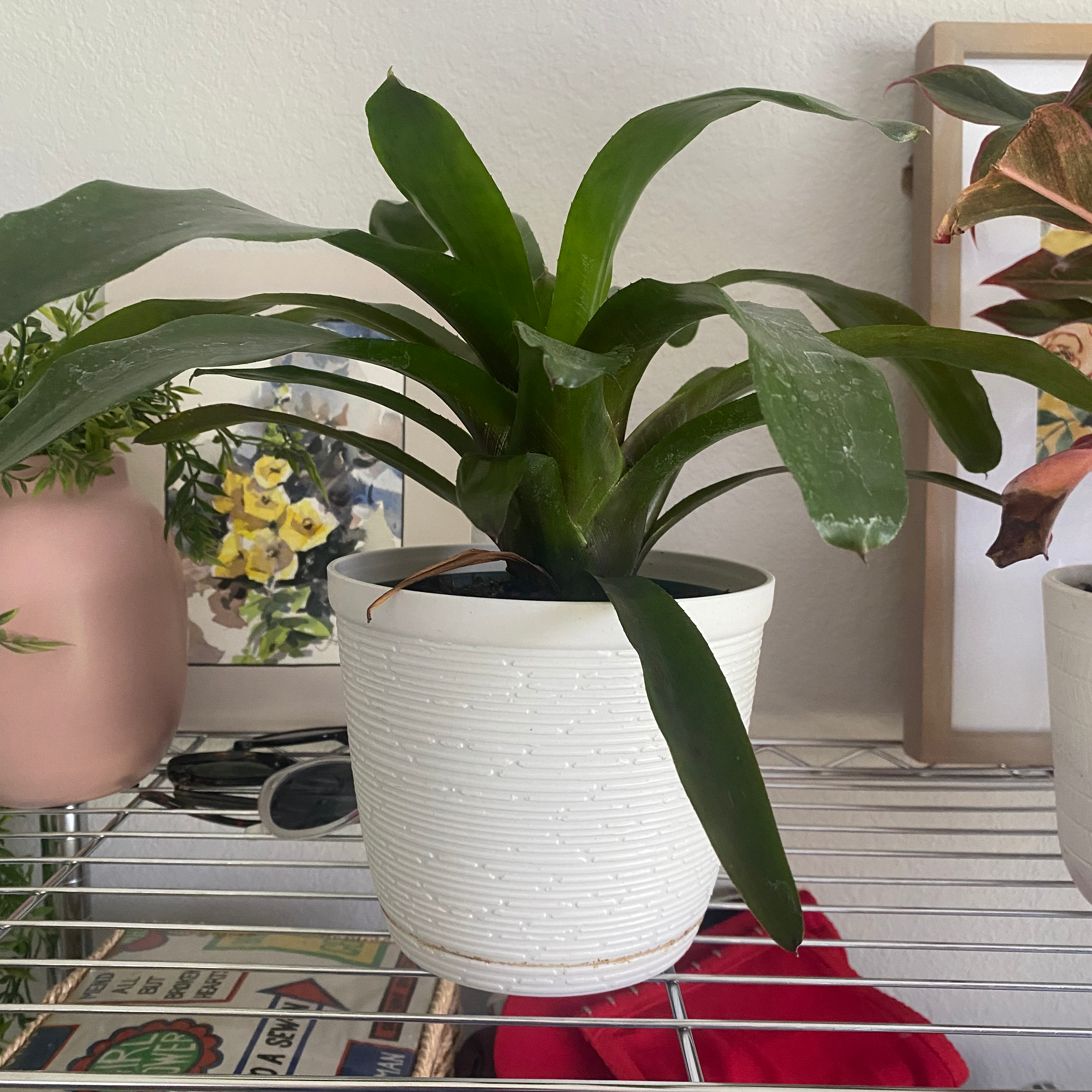 Guzmania Bromeliad in a white pot on a metal shelf with other plants and household items in the background.