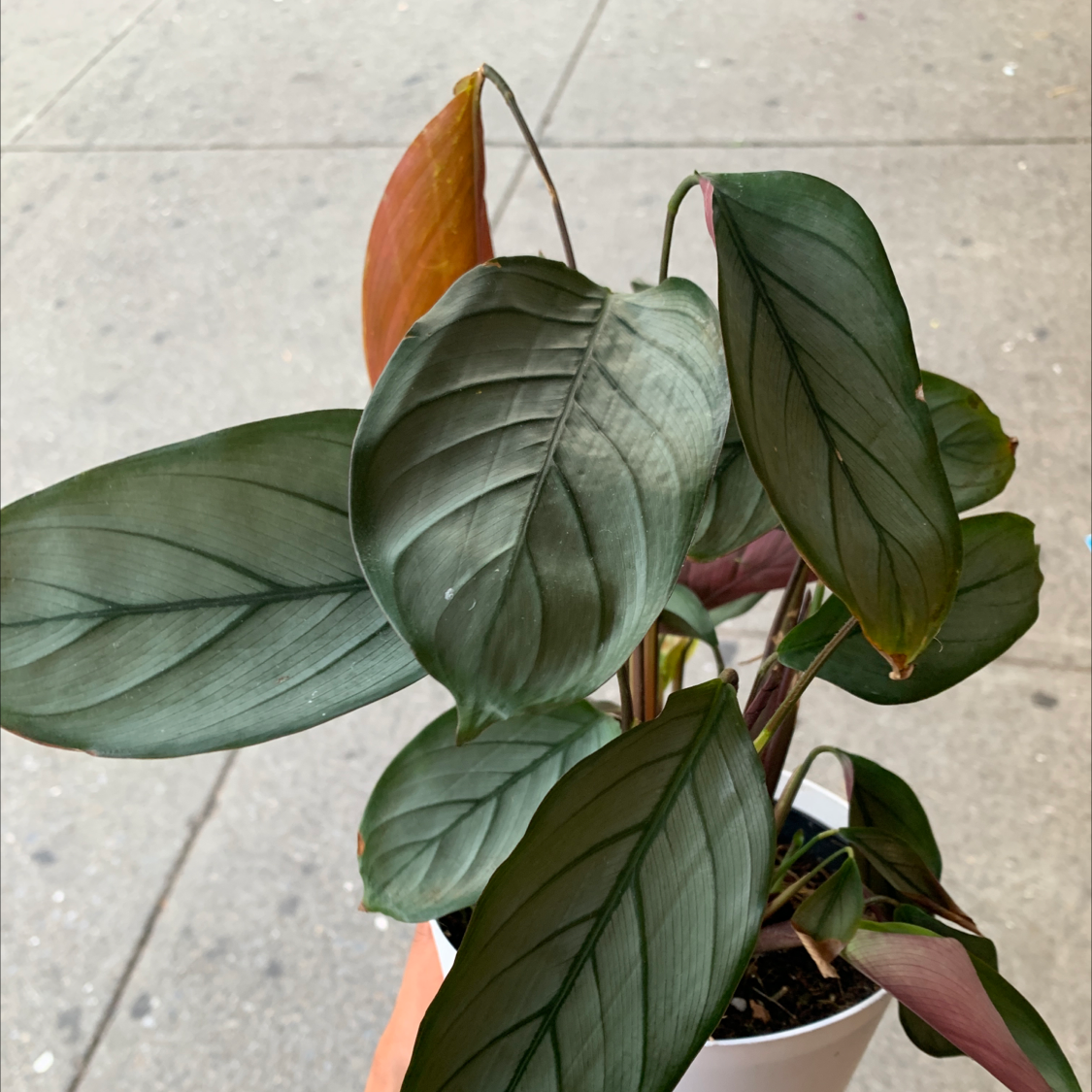 Never Never Ctenanthe plant with some yellowing and browning leaves in a white pot.