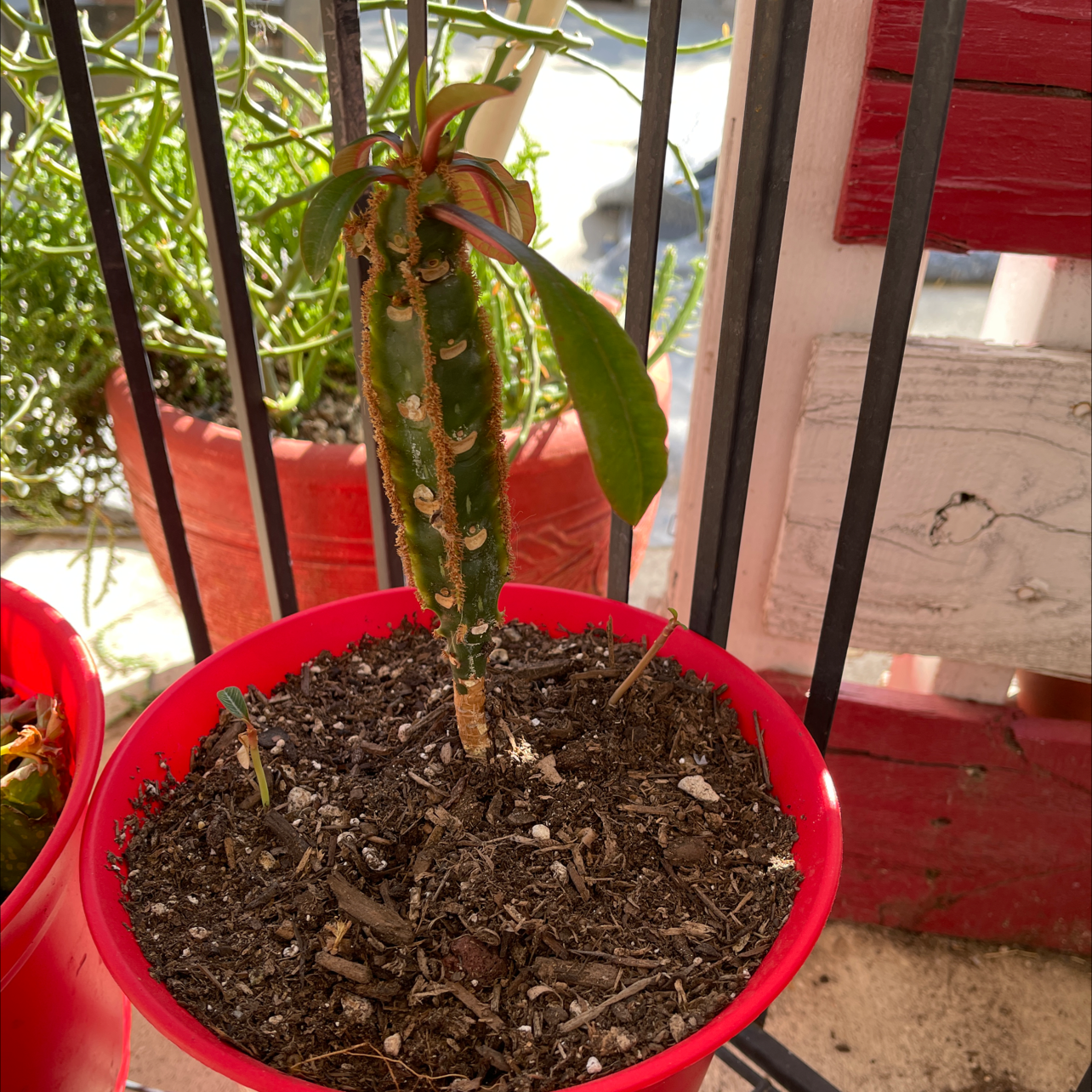 Madagascar Jewel plant in a red pot with visible soil and some browning leaves.