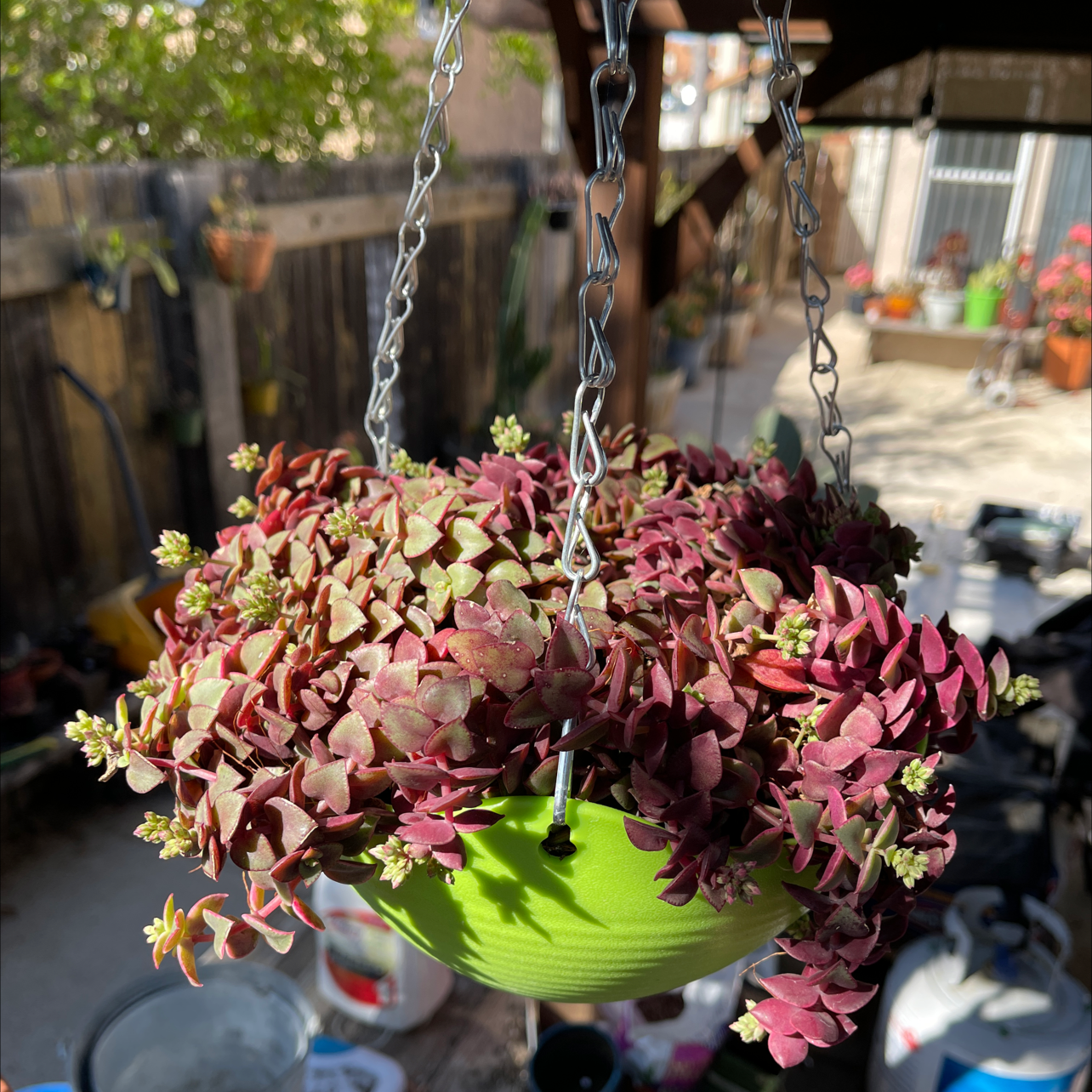 A hanging basket with a healthy, trailing Crassula Pellucida plant featuring small heart-shaped leaves in shades of green, pink and purple.