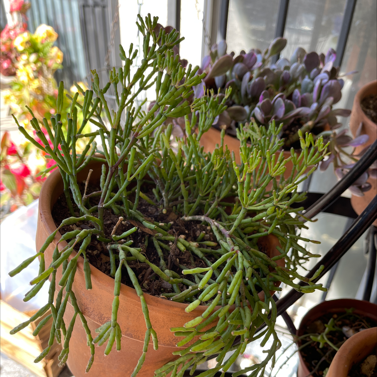 Potted Dancing Bones plant with visible soil, healthy green stems, and no visible health issues.