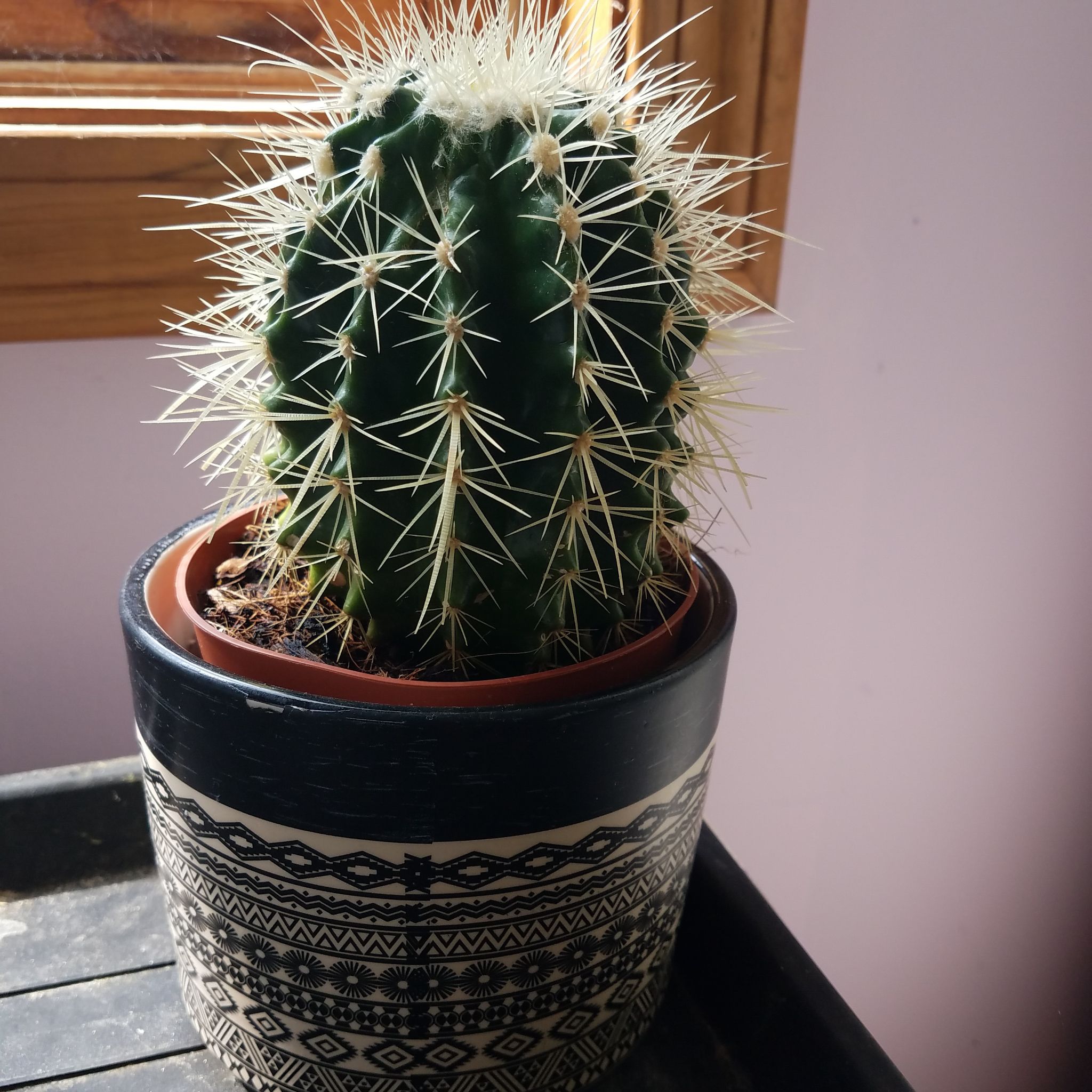 Photo of the plant species Golden Barrel Cactus by @GiddyMahoe named Mr. Mxyzptlk on Greg, the plant care app