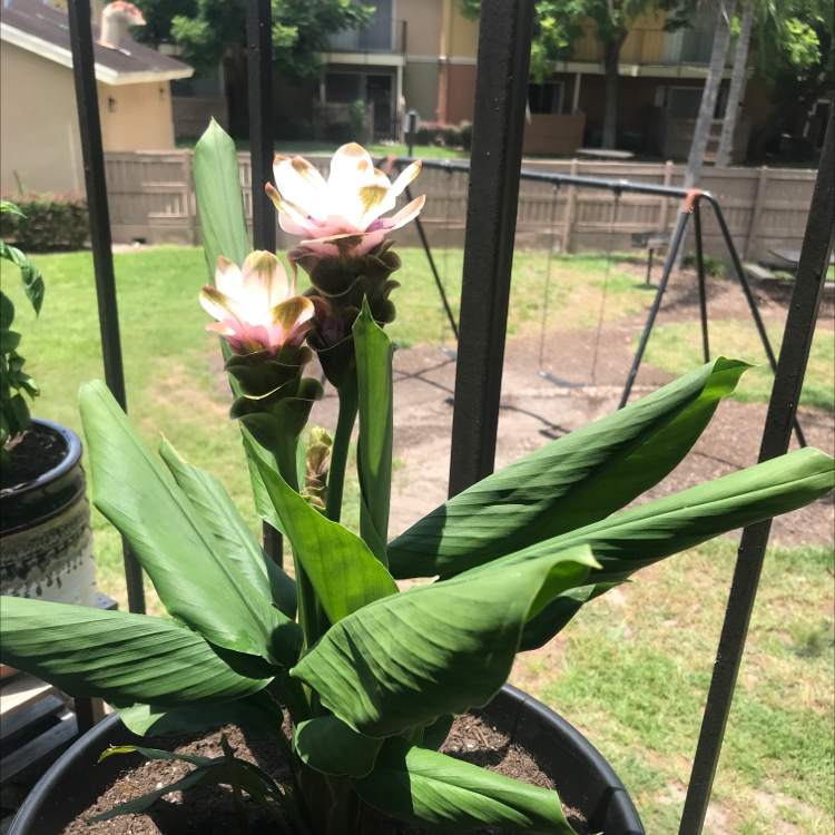 Siam tulip plant with two flowers in a pot outdoors.