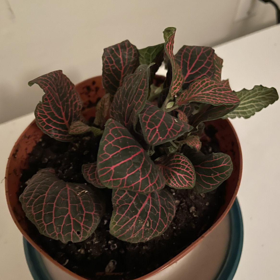 Nerve Plant plant photo by Jacinta named Nelly on Greg, the plant care app.
