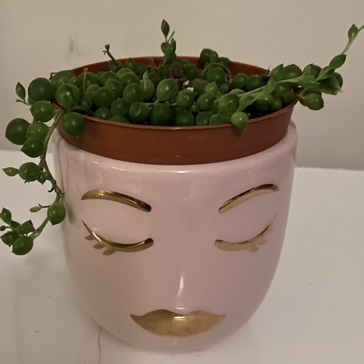 String of Pearls plant photo by Jacinta named Merryweather on Greg, the plant care app.