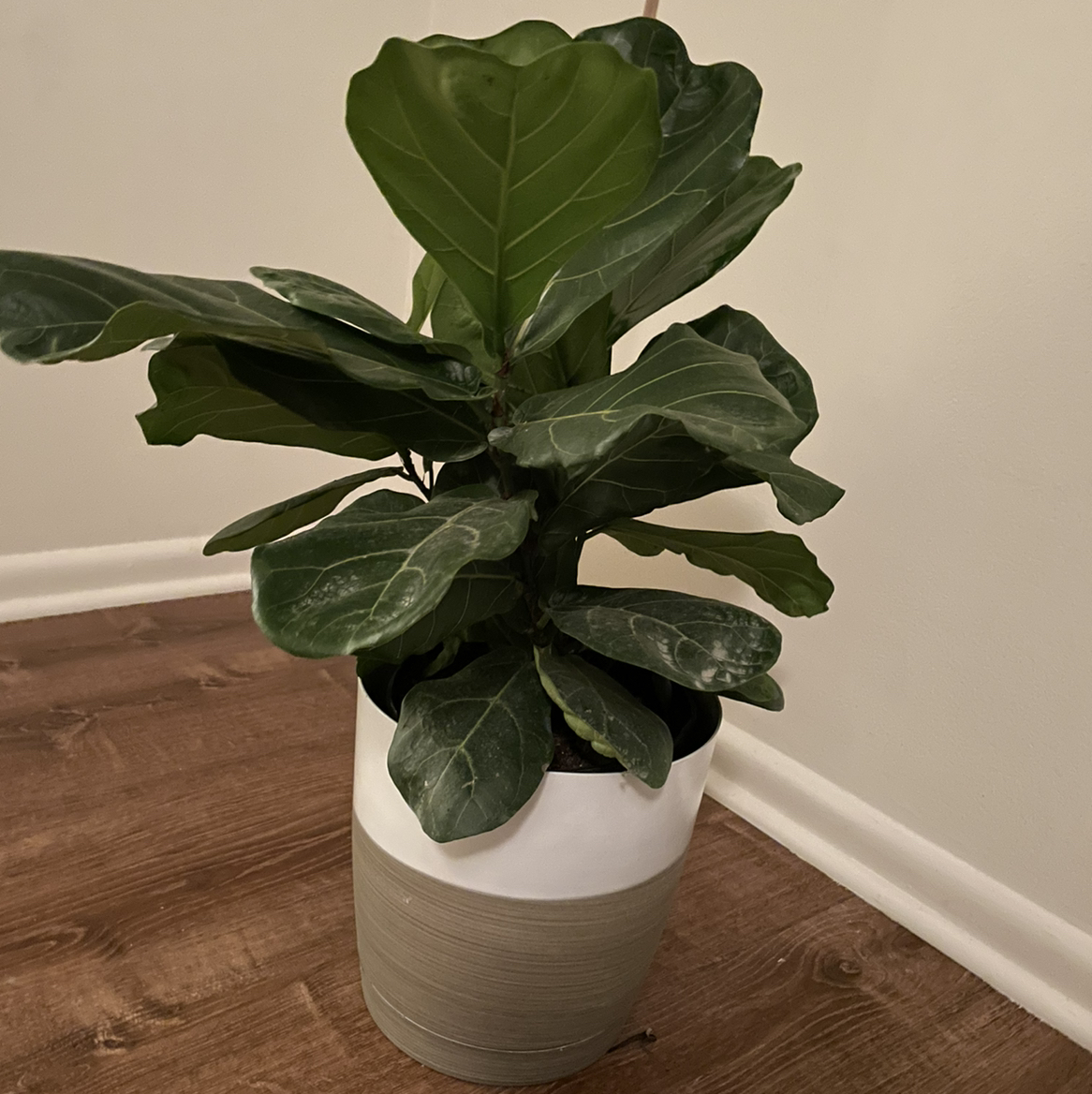 Fiddle Leaf Fig plant photo by Jacinta named Fiddle leaf dee on Greg, the plant care app.