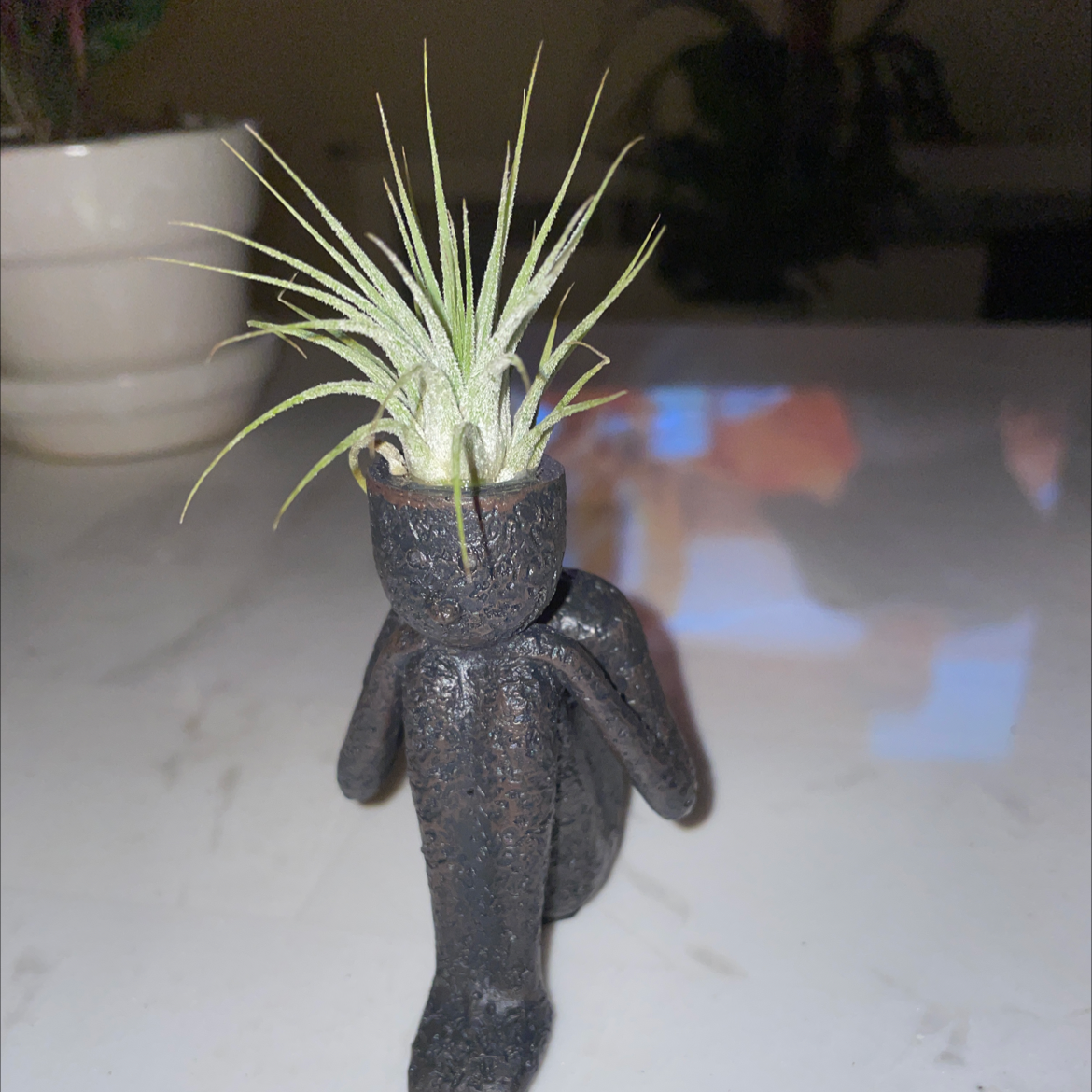 Blushing Bride Air Plant plant photo by Jacinta named Dandy on Greg, the plant care app.