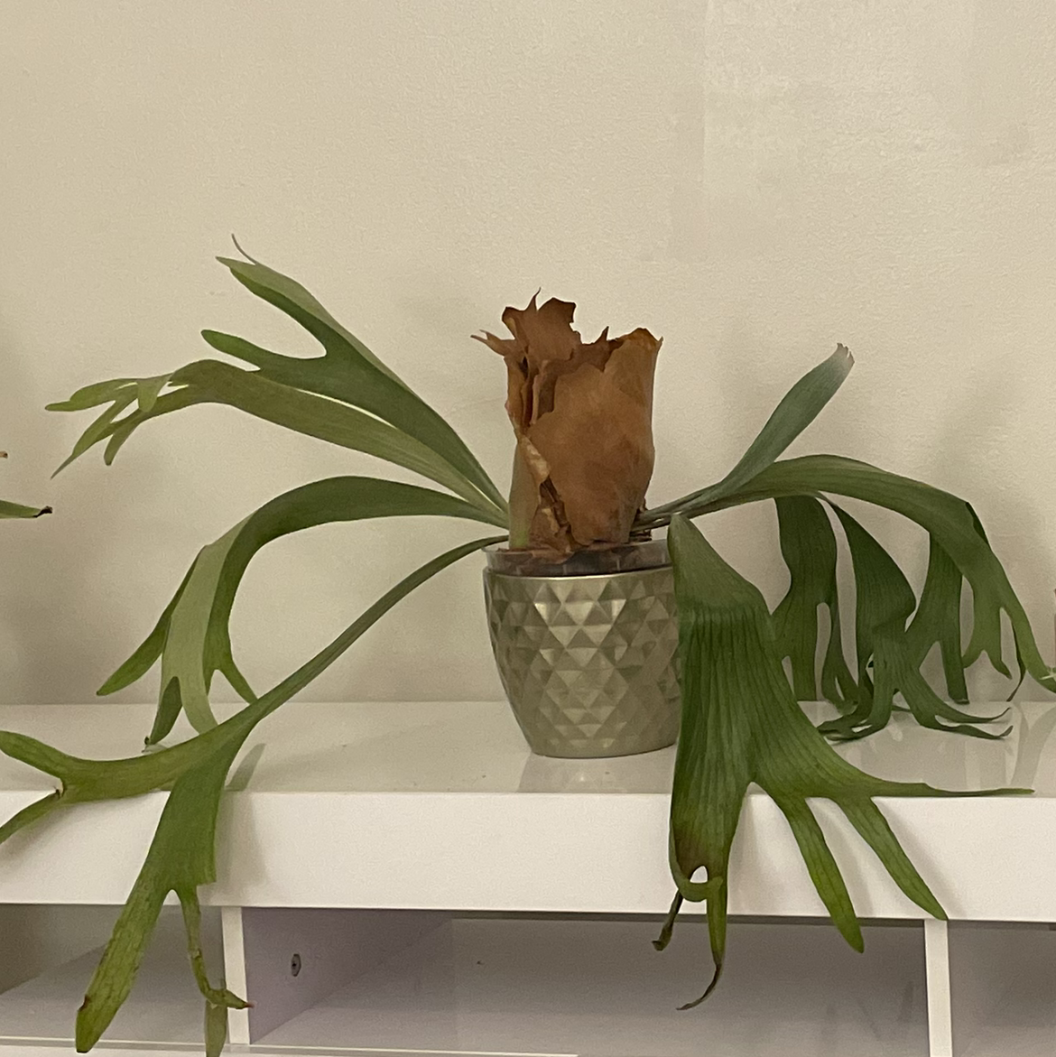 Photo of the plant species Elkhorn Fern by Jacinta named Flappy on Greg, the plant care app