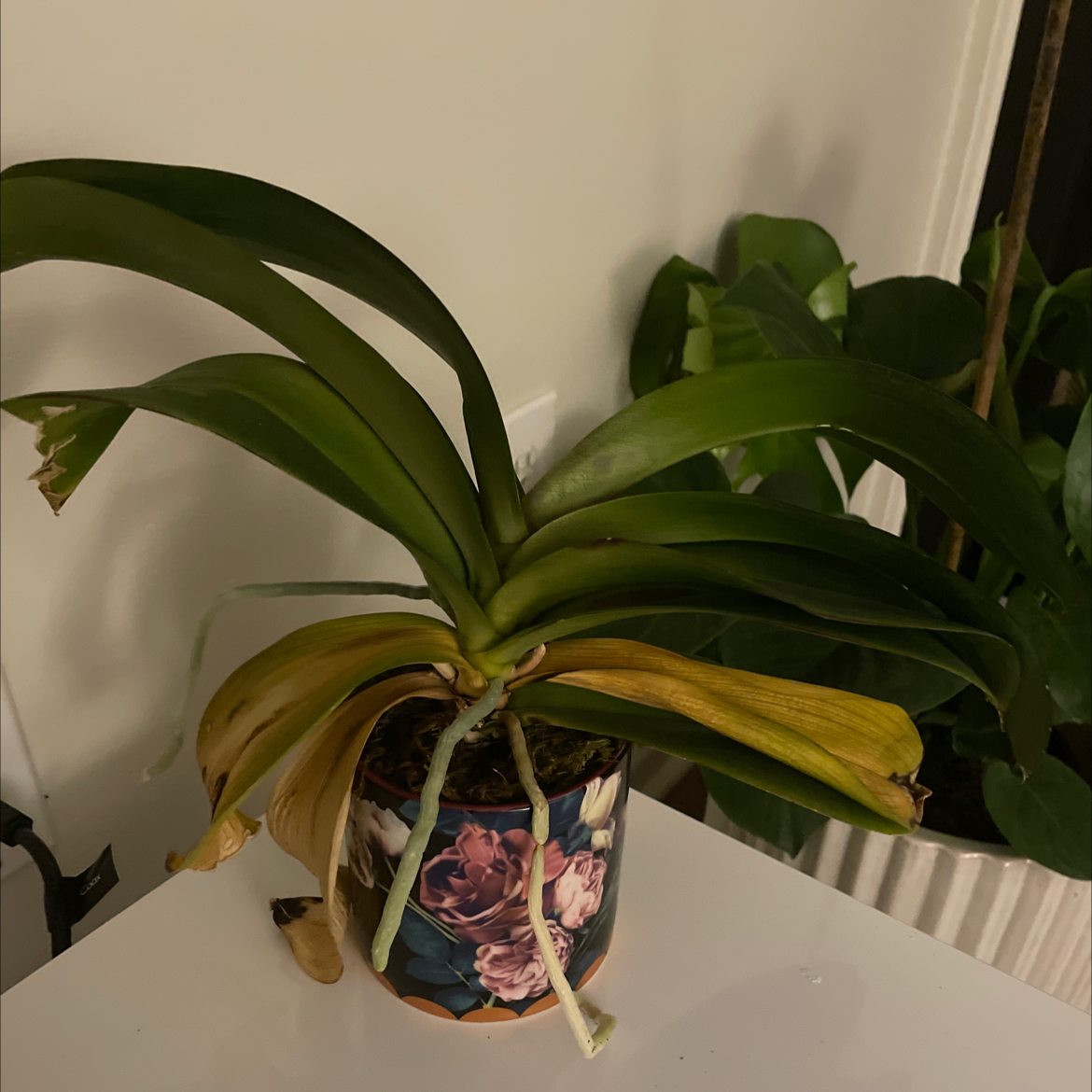 Phalaenopsis Orchid plant photo by Jacinta named Sinna on Greg, the plant care app.