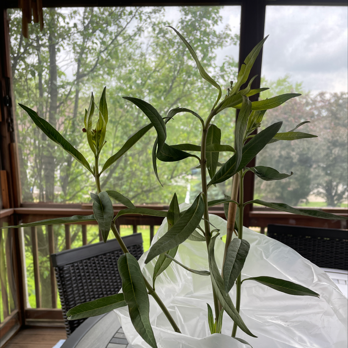 Scarlet Milkweed plant indoors with healthy green leaves, no flowers visible.