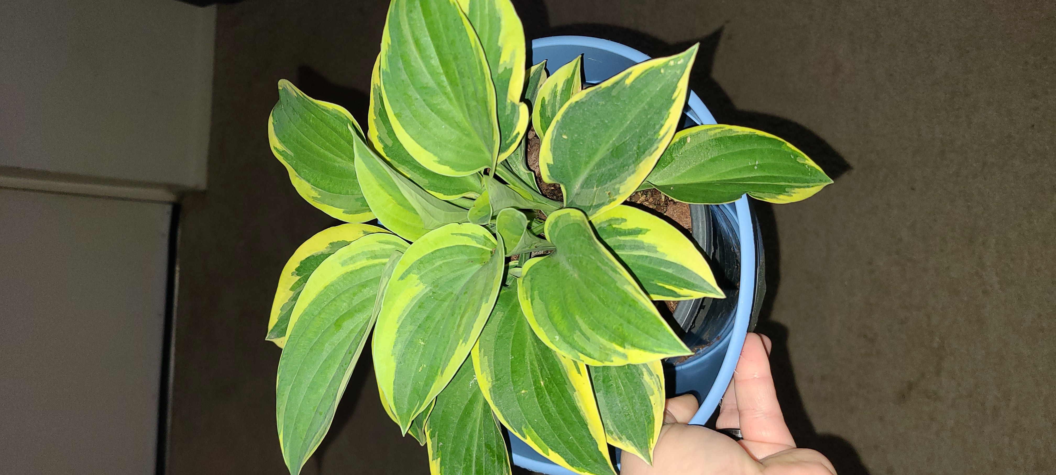 Hosta sieboldii plant in a blue pot with green leaves edged in yellow.
