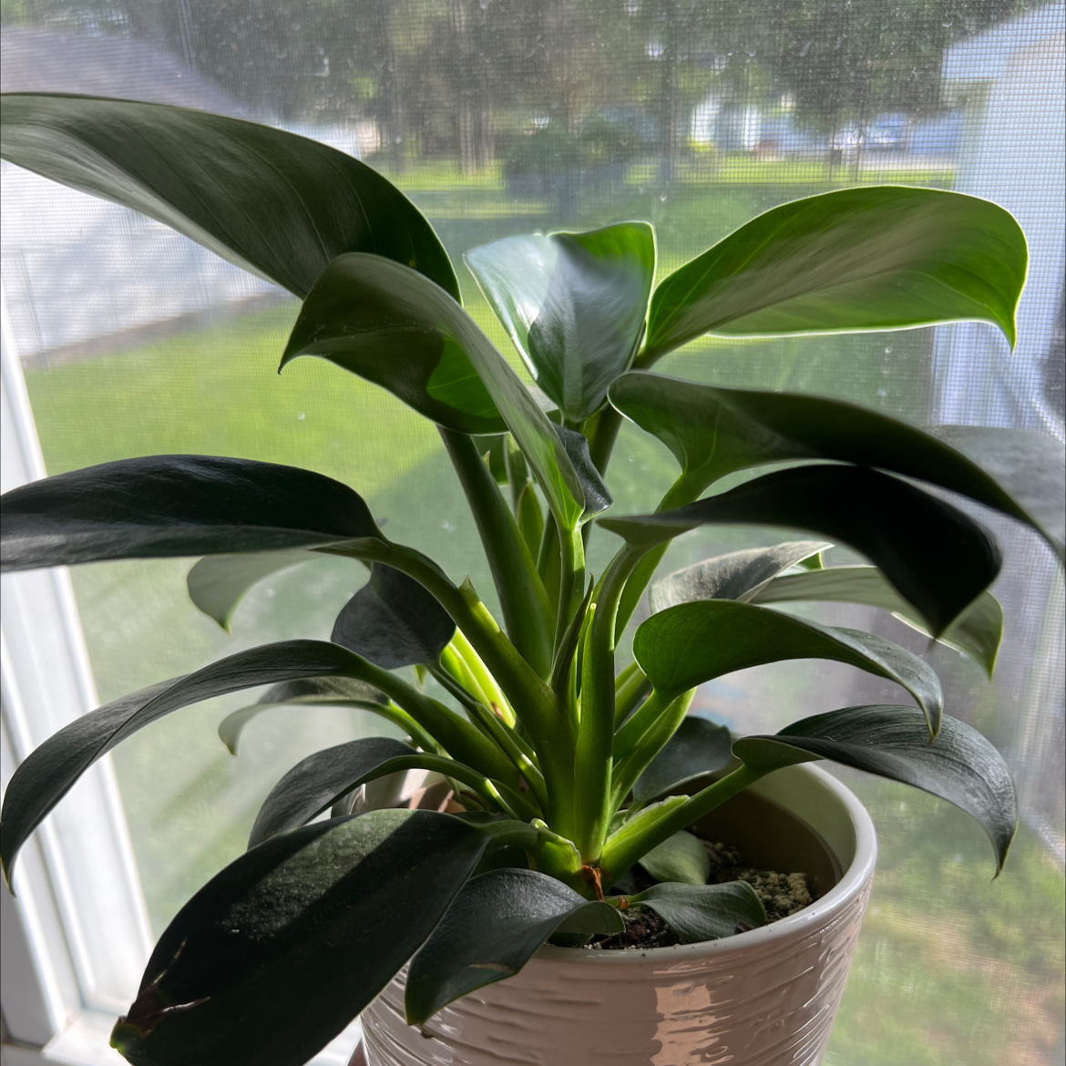 A healthy Green Princess plant with broad, dark green leaves in a pot near a window.