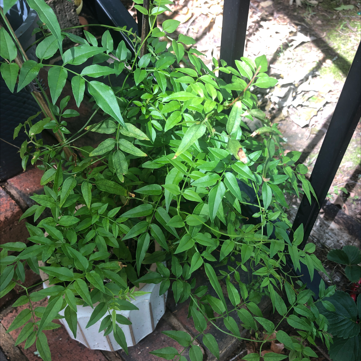 Jasmine