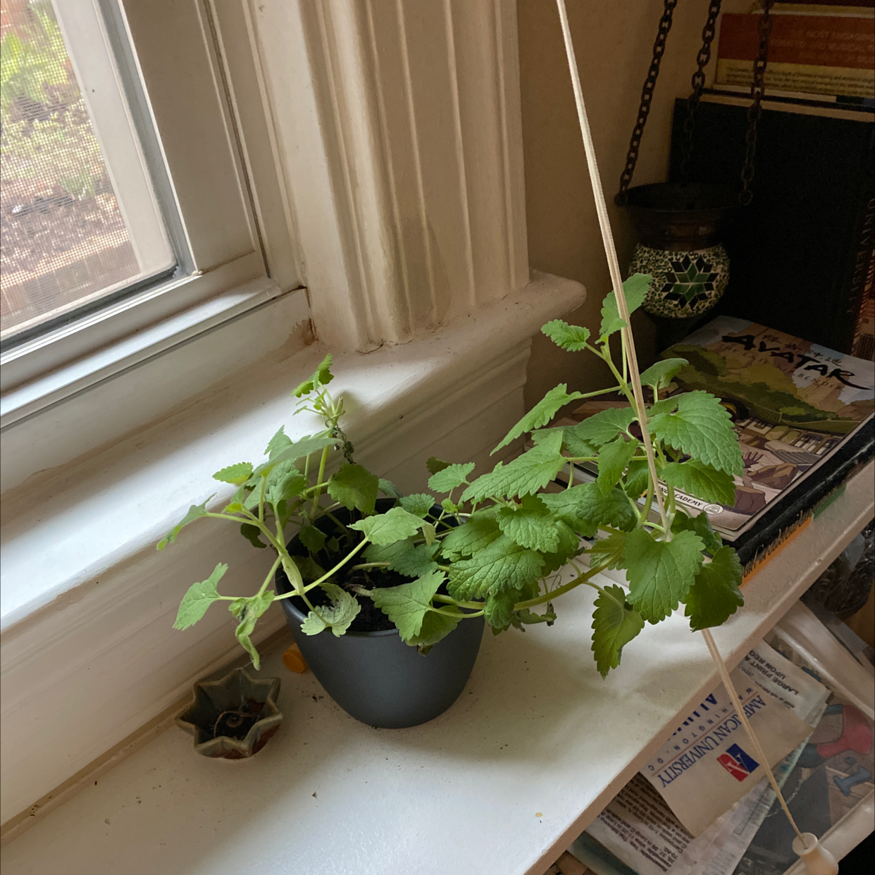 Lemon Balm plant in a small pot on a windowsill, healthy green leaves.