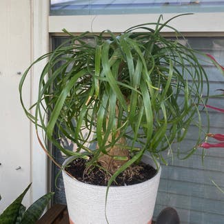 Ponytail Palm plant in Dickinson, Texas