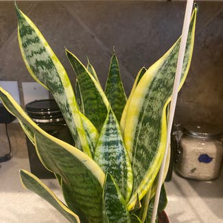 Snake Plant plant in Dickinson, Texas