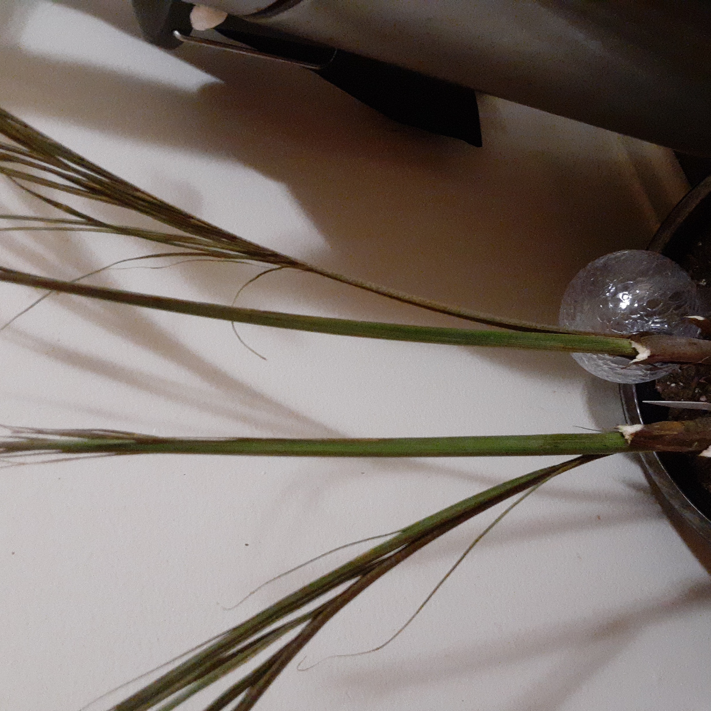 Madagascar Dragon Tree with wilting, browning leaves in a pot with visible soil.