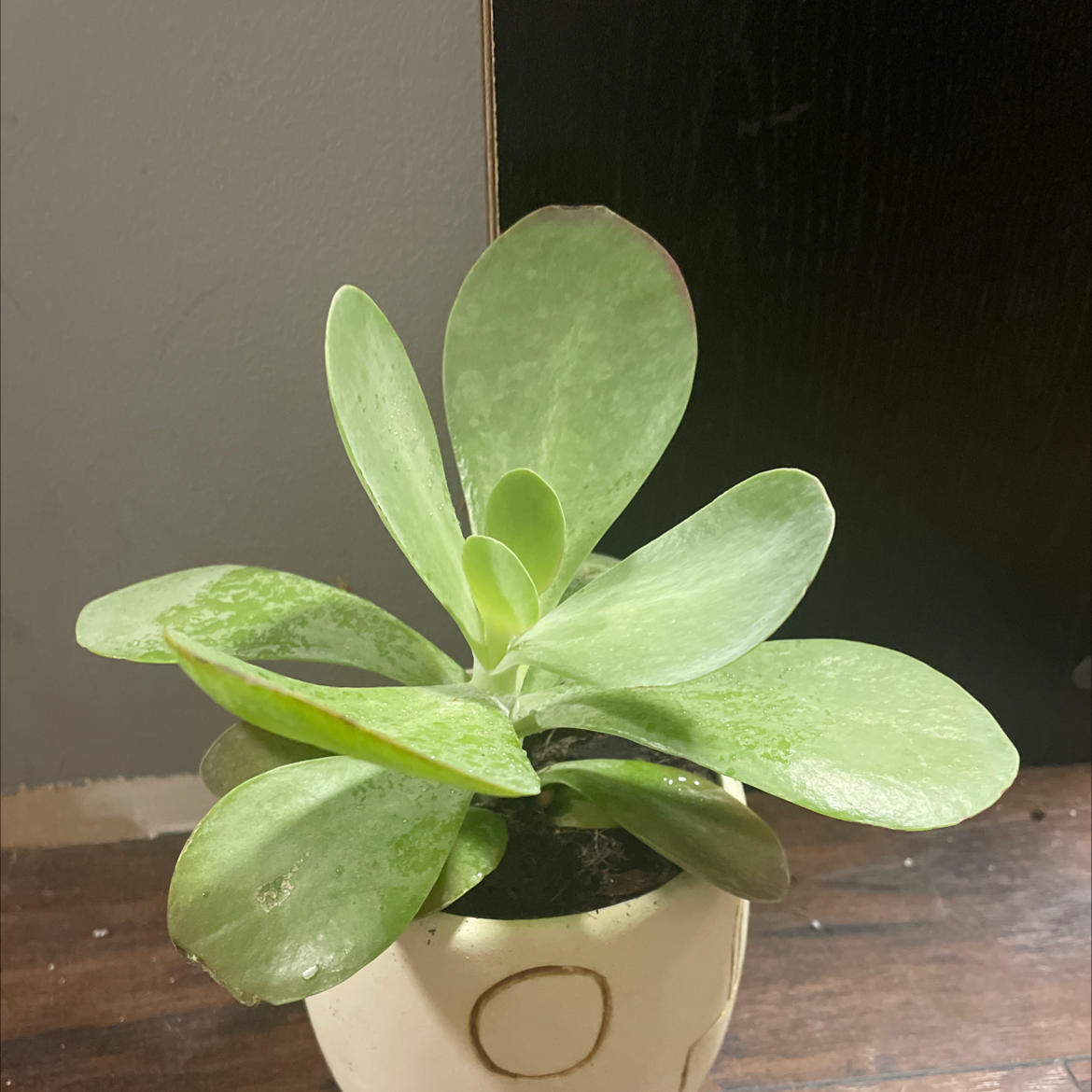 Photo of the plant species Paddle Plant by @LoyallySoybean named Harriet on Greg, the plant care app