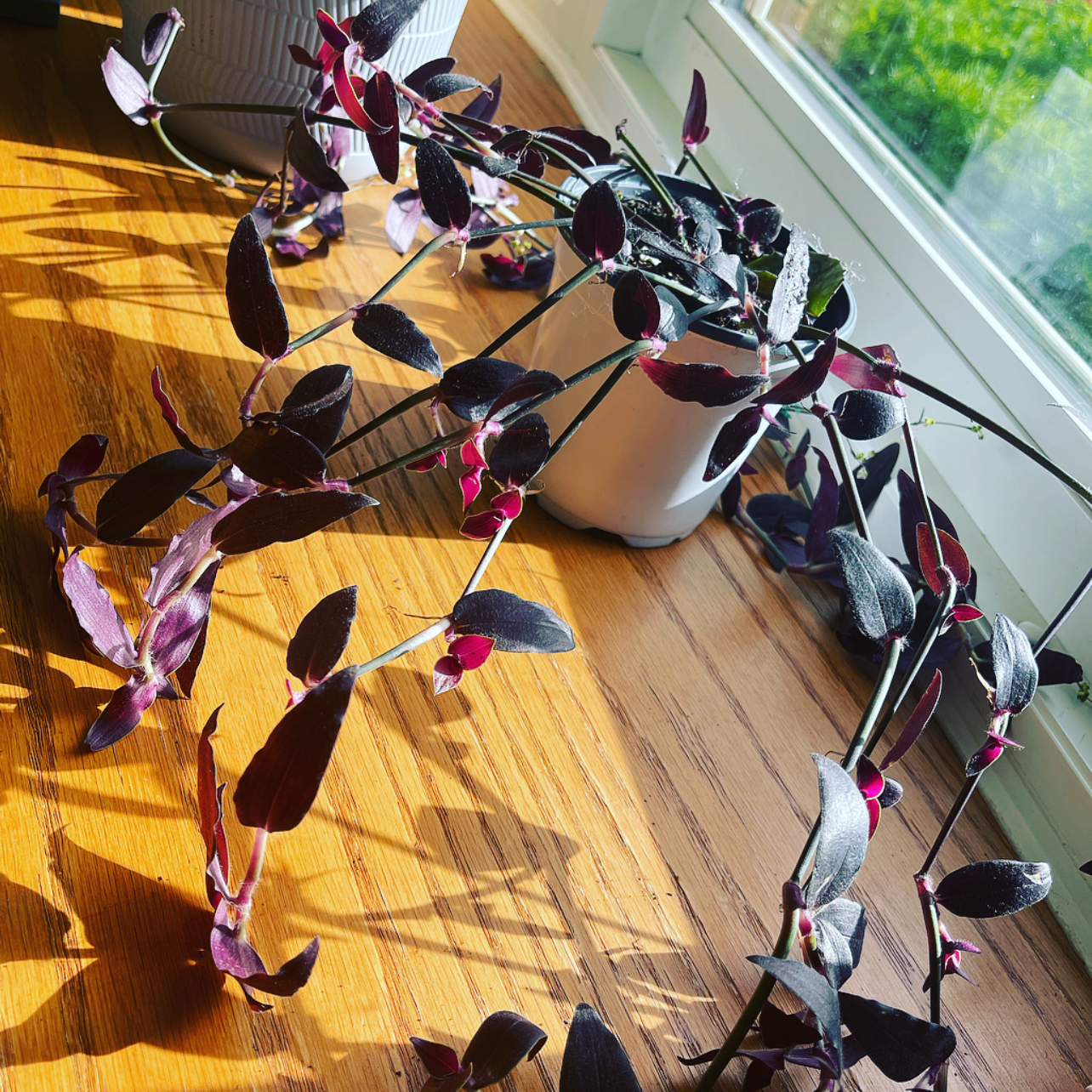 Photo of the plant species Tradescantia 'Jose Puig' by @HyperactiveDaze named Velvet Webz on Greg, the plant care app