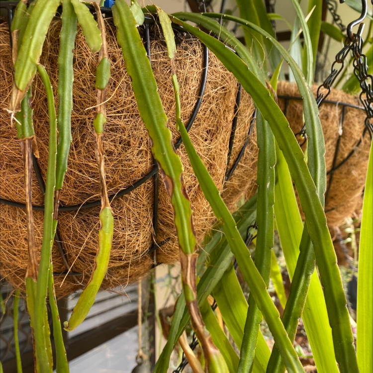 🐉 My Dragonfruit Leaves Are Turning Yellow. What Should I Do?