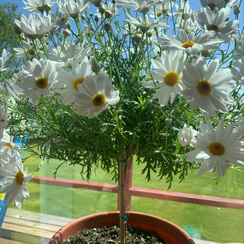 Marguerite Daisy plant in a pot with numerous white flowers and green foliage.