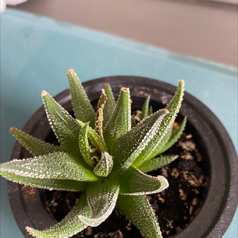 Bredasdorp Gasteria plant in a small pot with slight browning on leaf tips.