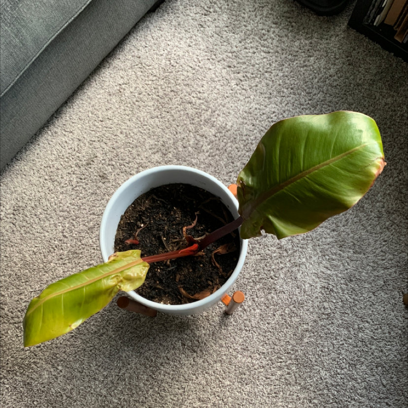 Philodendron Prince of Orange plant photo by @Kakes313 named Nine Tails on Greg, the plant care app.