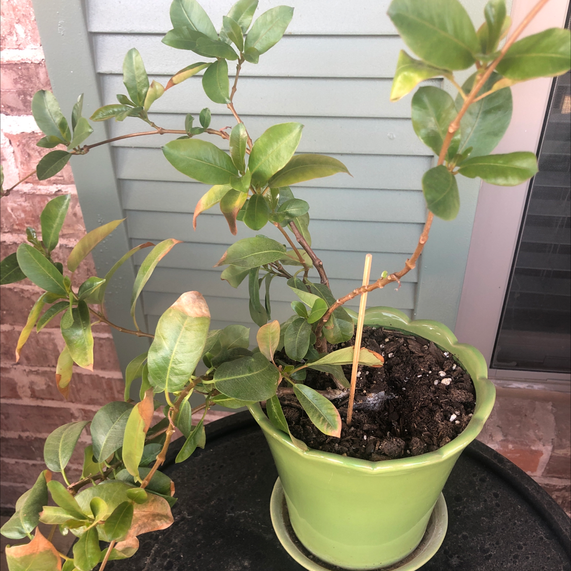 Potted Brazilian Jasmine plant with some yellowing and browning leaves.