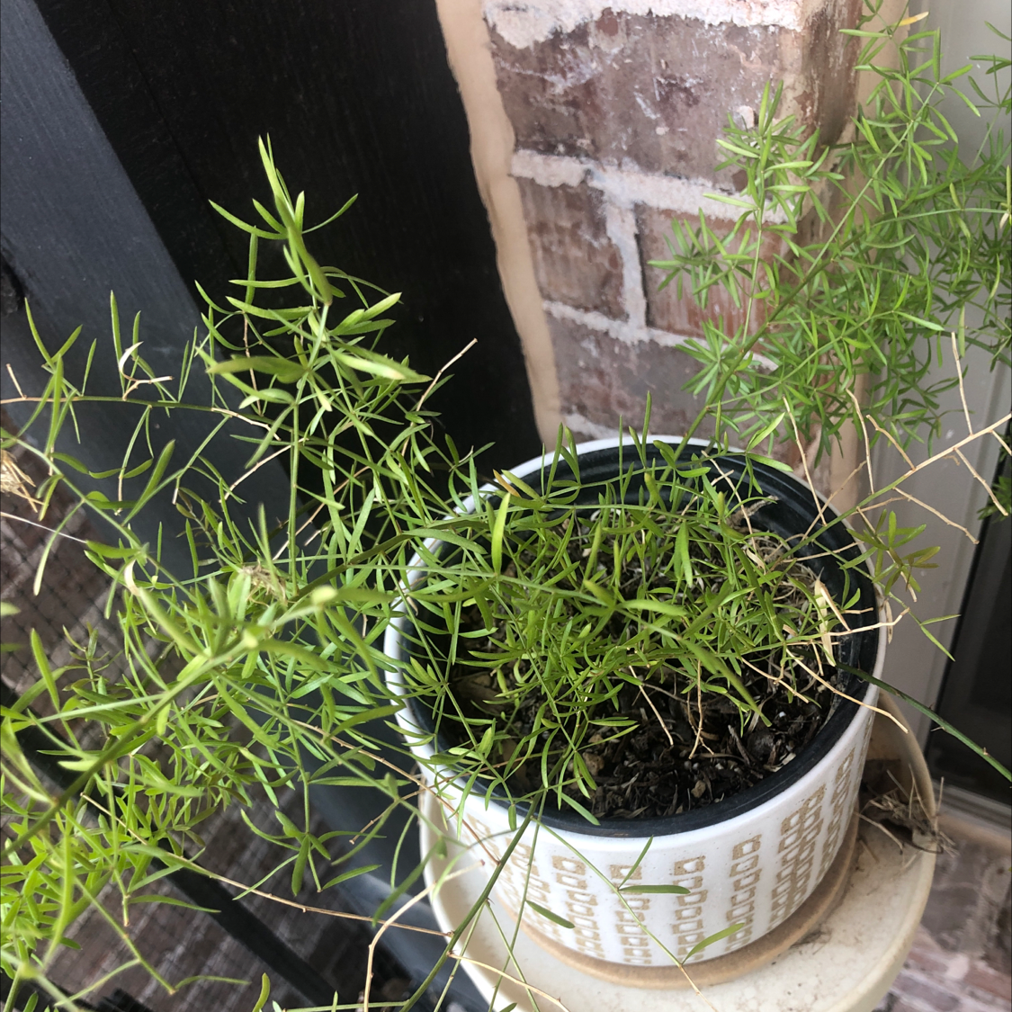 Potted Sprenger's Asparagus plant with green foliage and visible soil.