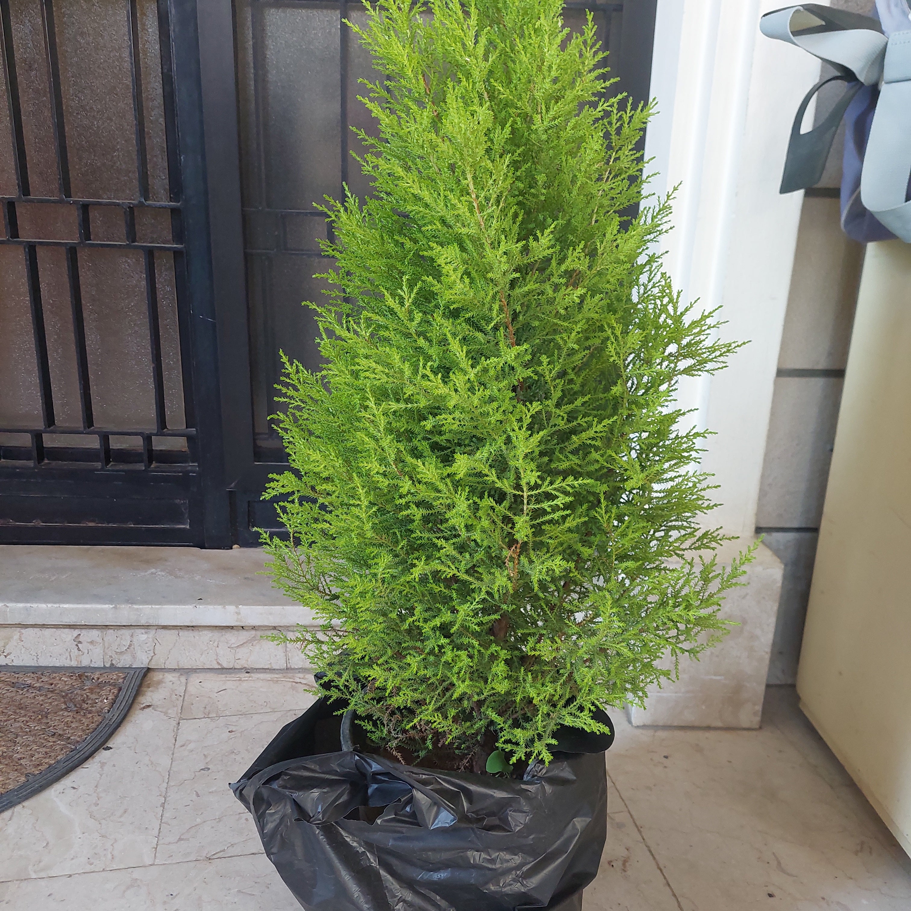 What Are The Bugs on My Emerald Green Arborvitae? 🐛
