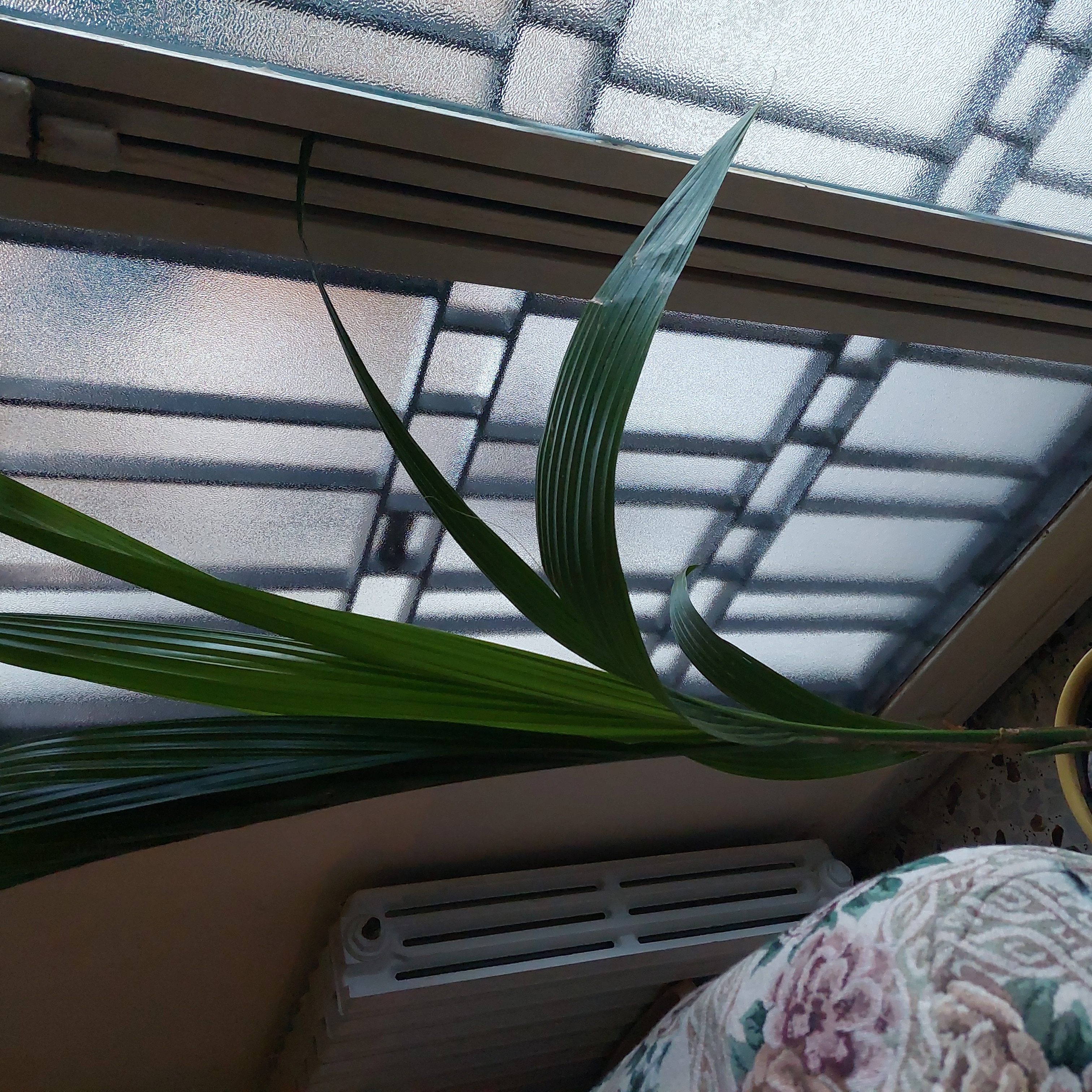 Coconut plant with long green leaves placed indoors near a window.
