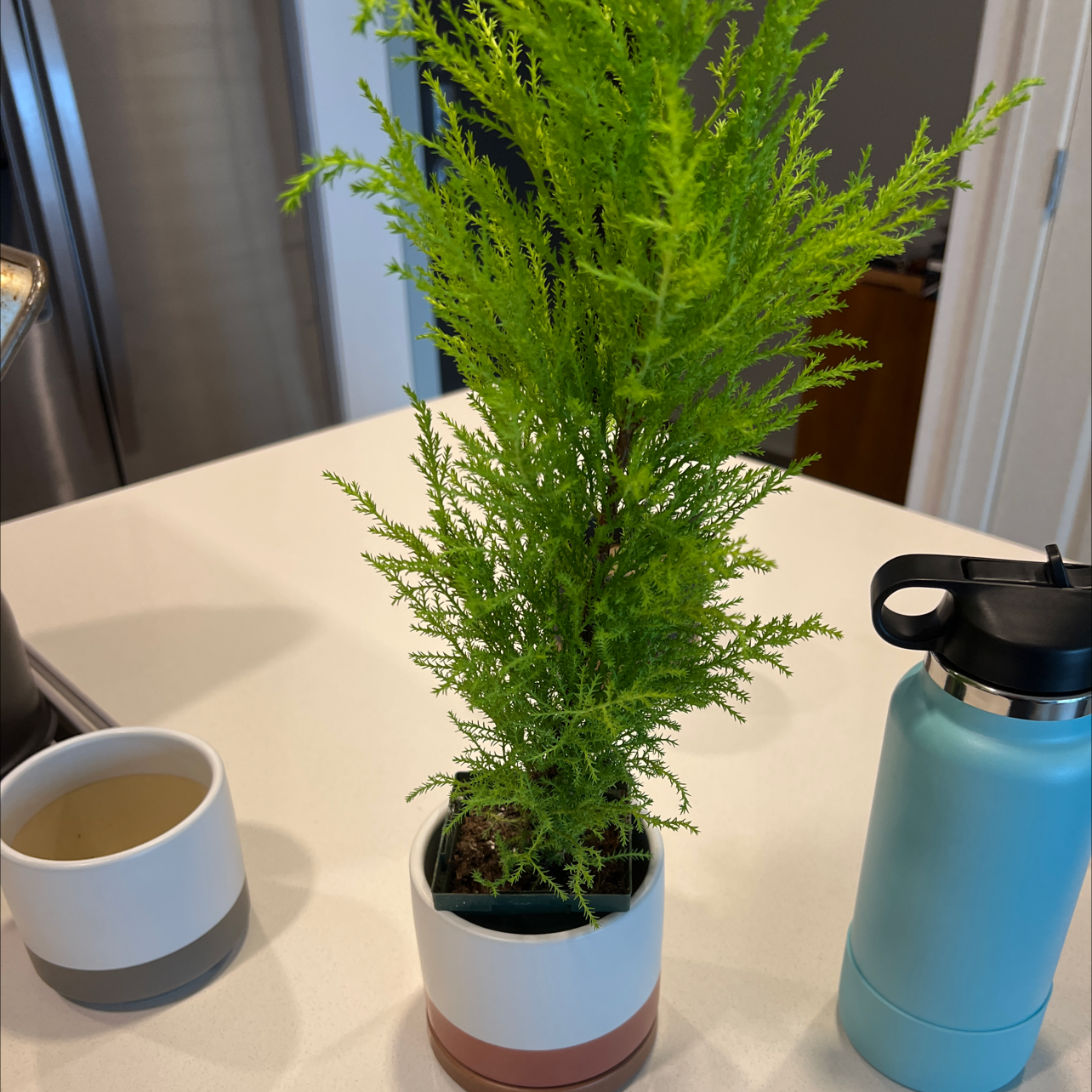 Cupressus macrocarpa plant in a pot with vibrant green foliage, placed on a table.