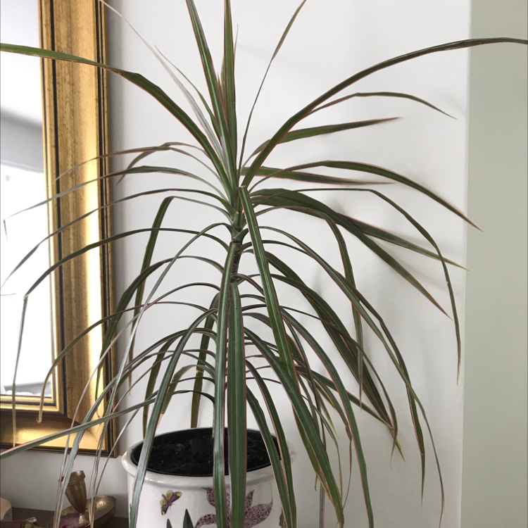 Dracaena marginata 'Bicolor' plant in a decorative pot with slight browning on leaf tips.