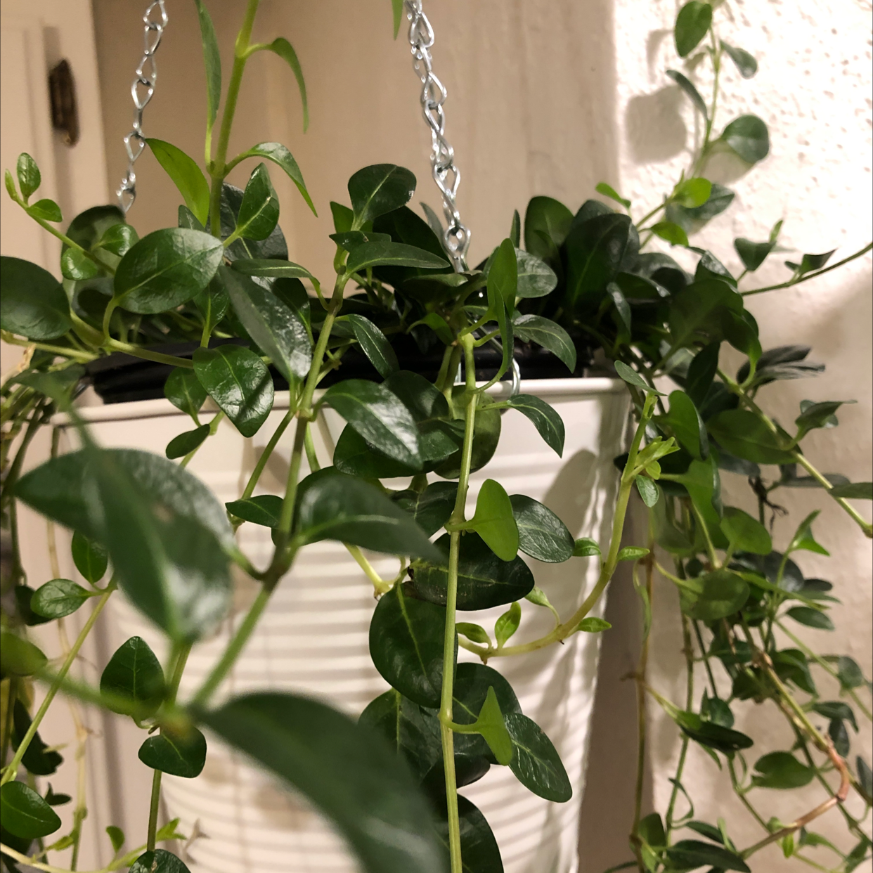 Hanging Lesser Periwinkle plant with glossy, dark green leaves in a white pot.