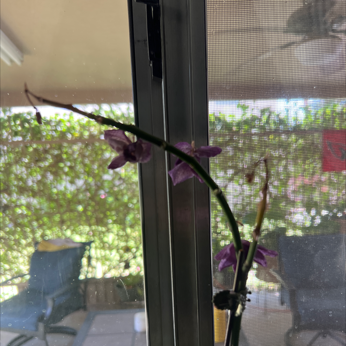 Photo of the plant species Chinese ground orchid by @JustifiedCactus named Your plant on Greg, the plant care app