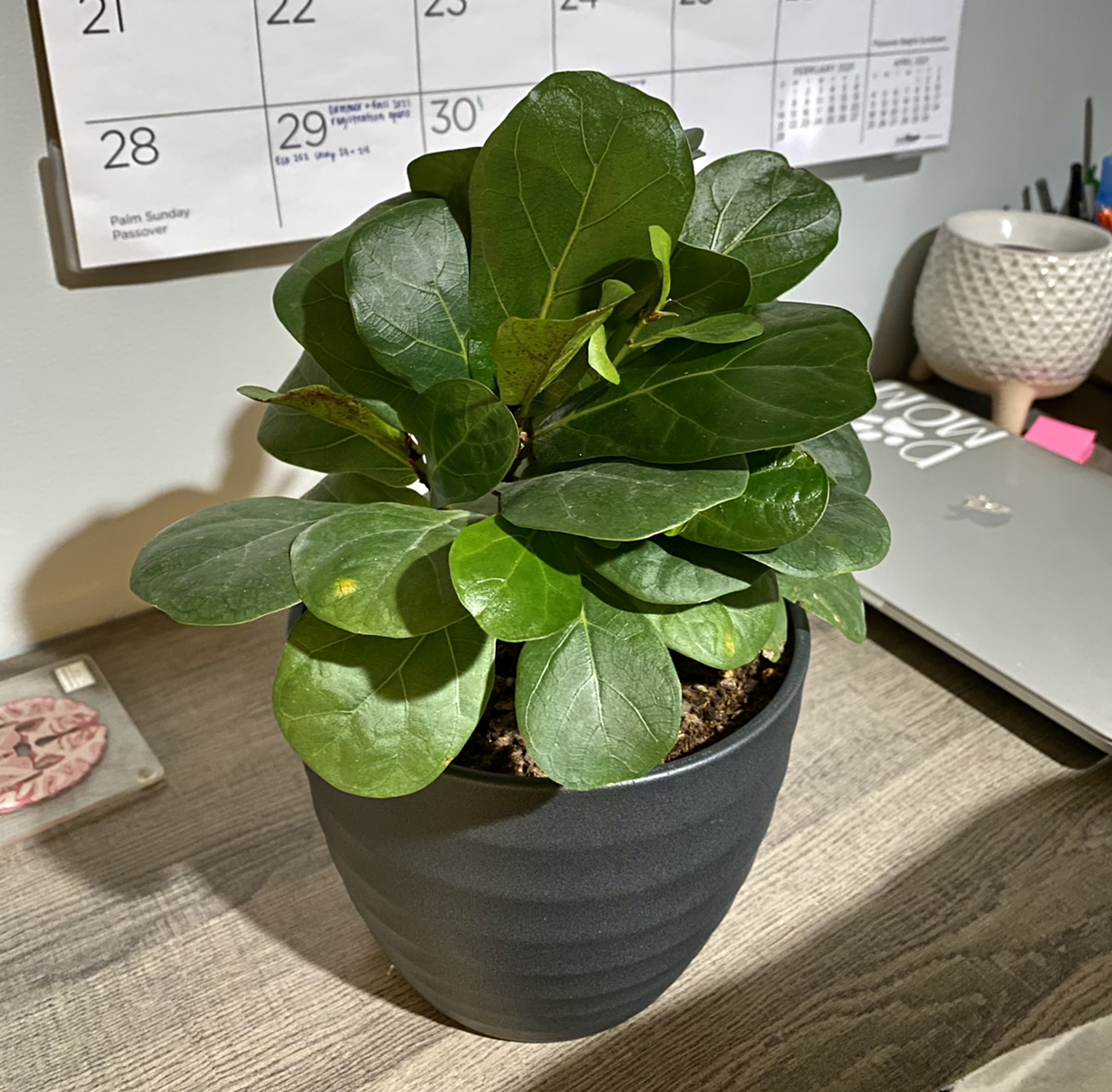 Dwarf Fiddle Leaf Fig plant in a black pot on a wooden surface with a calendar and laptop in the background.