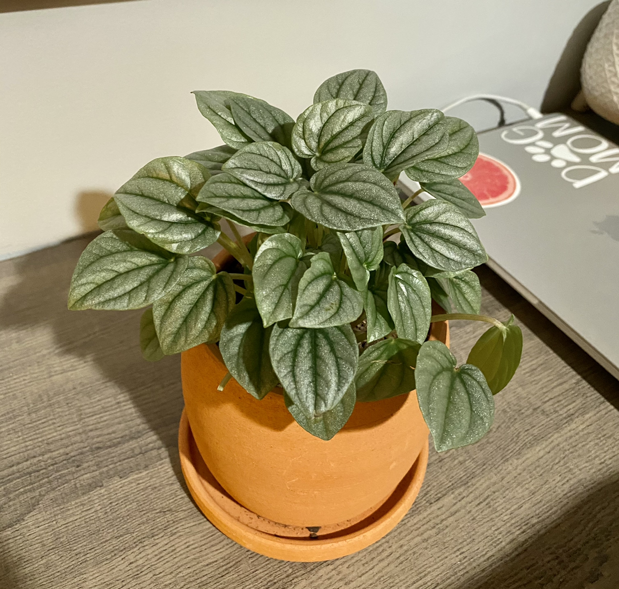 Healthy Silver Frost Peperomia plant in a terracotta pot on a wooden surface.