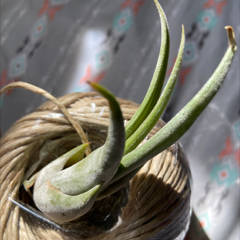 Tillandsia harrisii plant with healthy green leaves on a coiled rope.