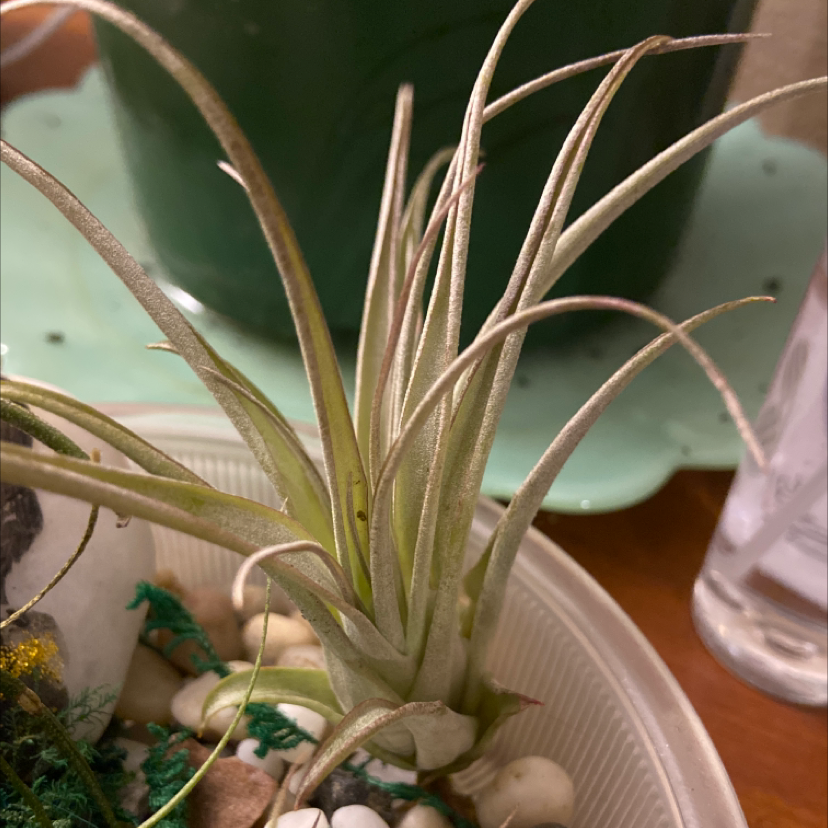 Pink Quill Plant (Tillandsia cyanea) with thin, elongated leaves in a small container with decorative stones.