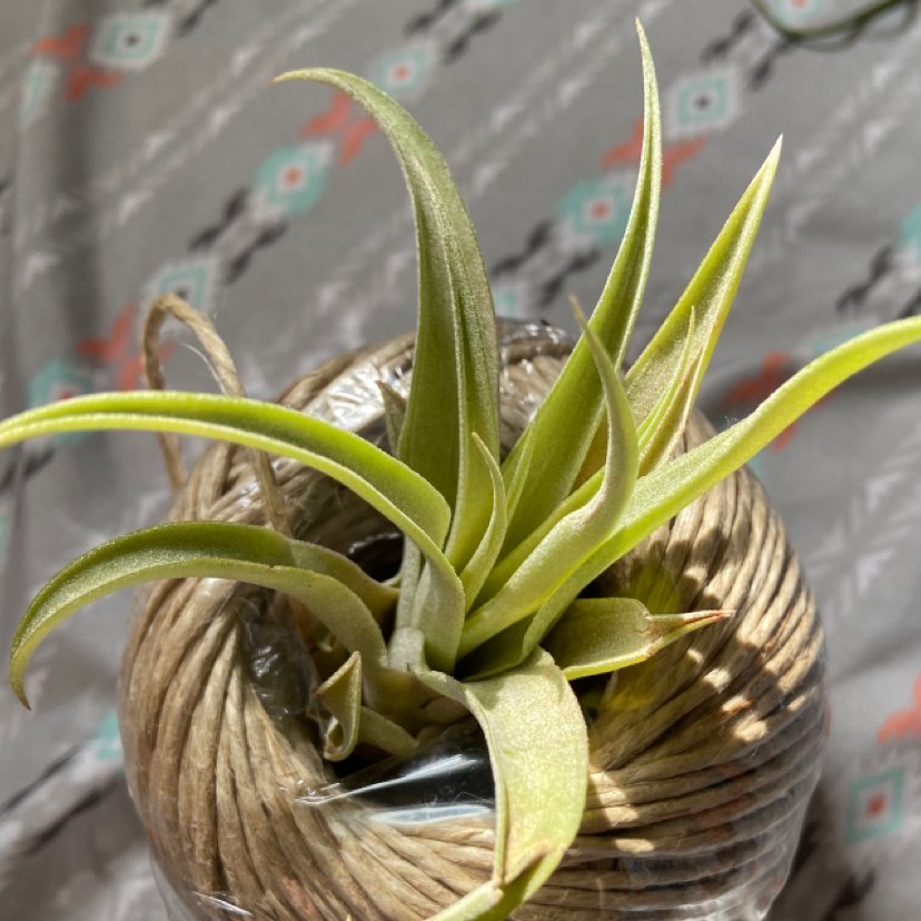 Tillandsia harrisii plant on a textured background, appearing healthy.
