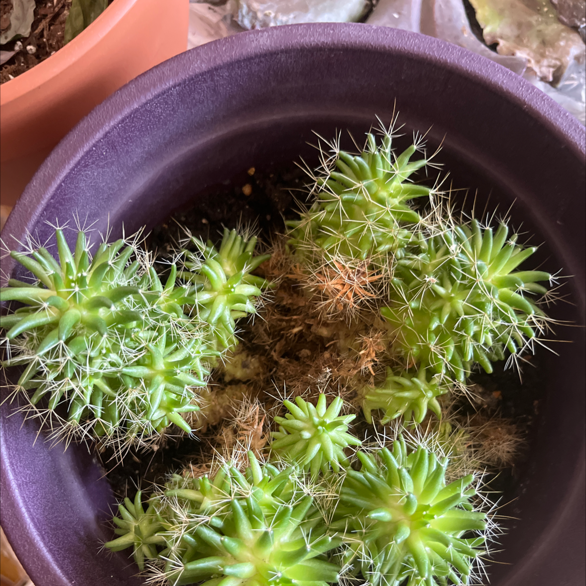 Potted Mammillaria backebergiana cactus with green stems and some browning areas.
