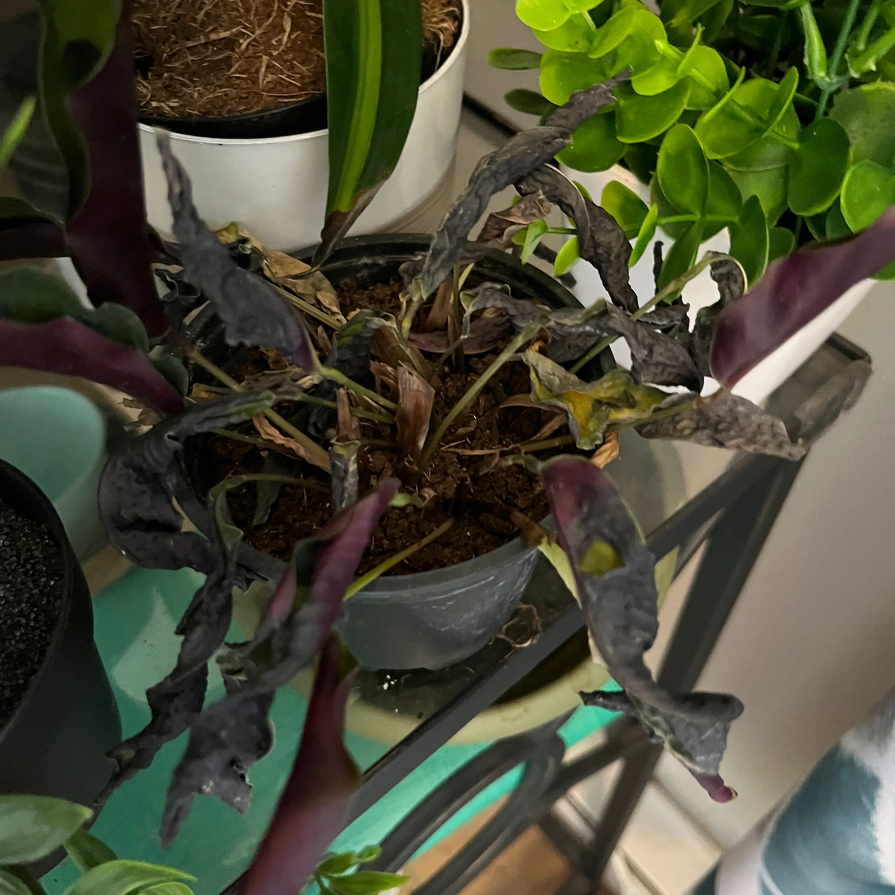 Prayer Plant Dottie with curled, discolored leaves in a pot. Soil is visible.