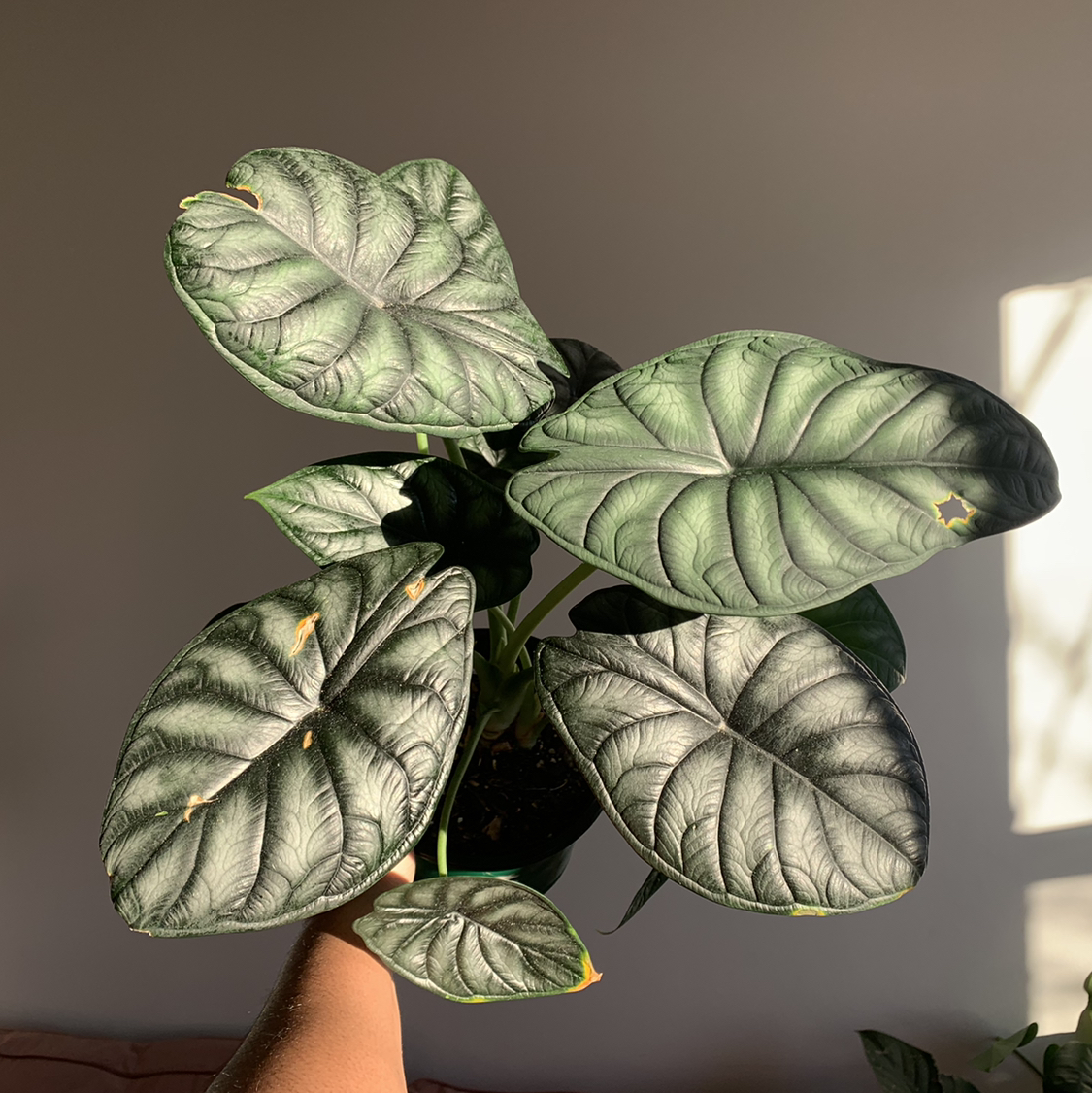 Alocasia 'Dragon Scale' plant with textured leaves, minor yellowing and browning at edges.