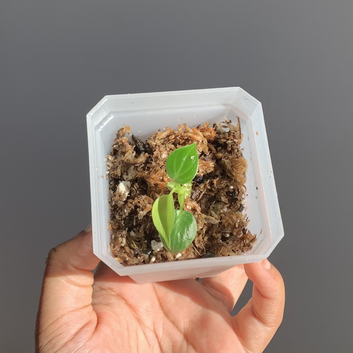 Philodendron El Choco Red plant in a clear container with visible soil, held by a hand.