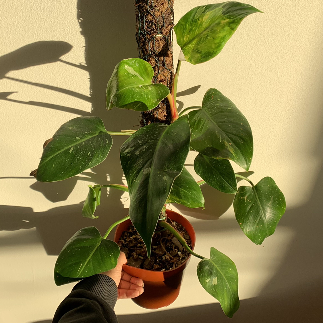 Philodendron 'White Princess' plant in a pot with healthy green leaves, hand holding the pot.