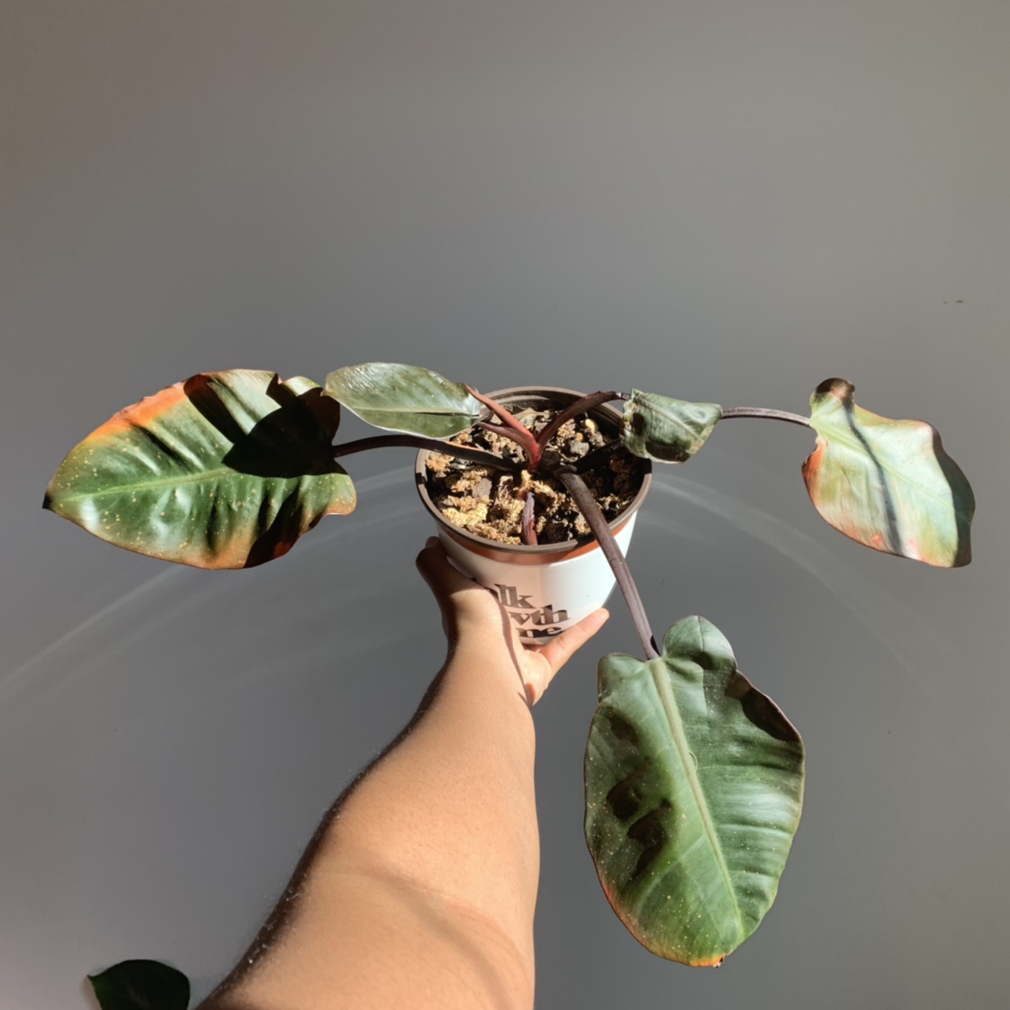 Philodendron 'Black Cardinal' plant photo by @nneka named koko on Greg, the plant care app.